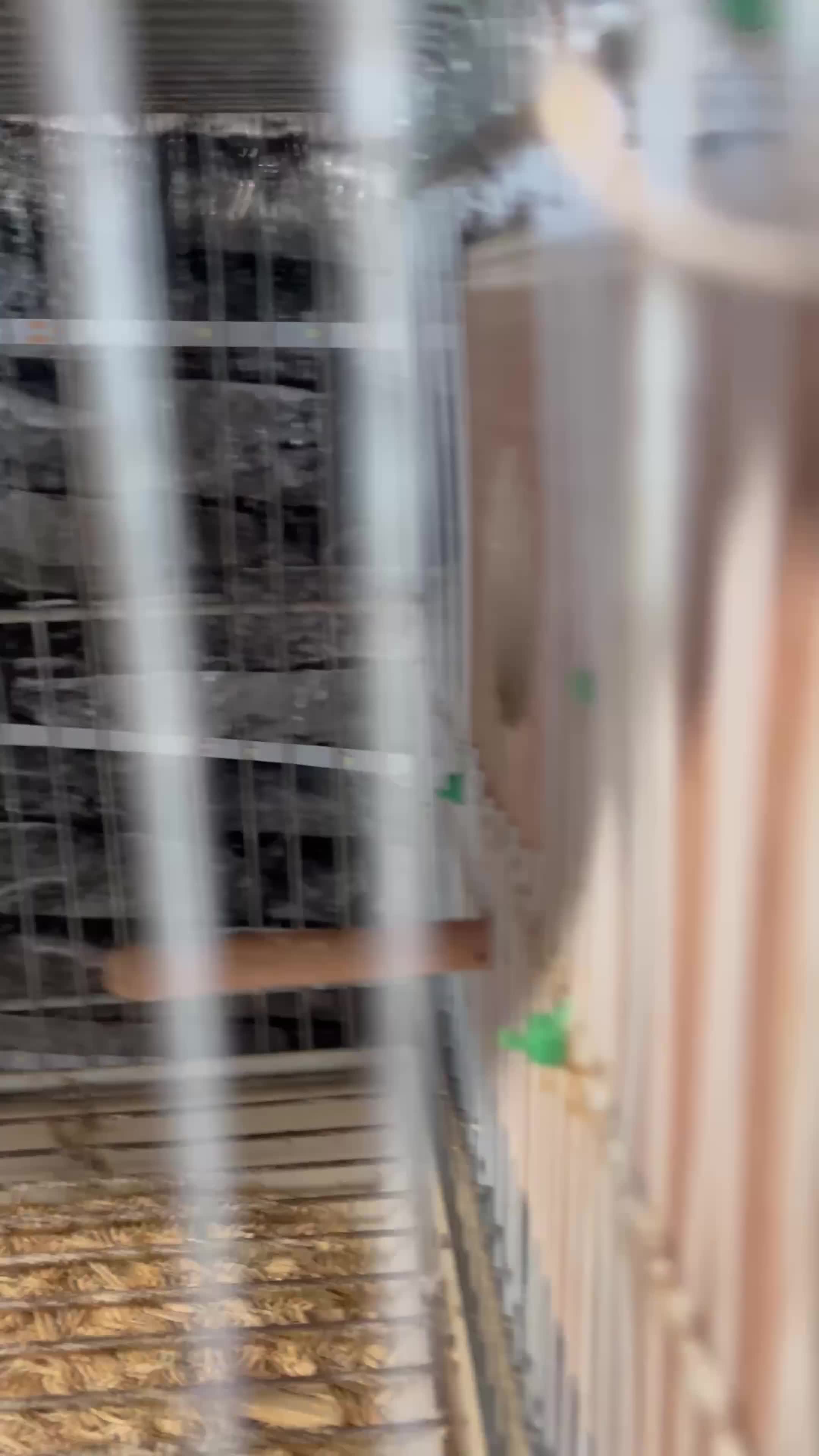 Budgerigars birds for sale: Adorable Handreared  baby budgies  - Video 1