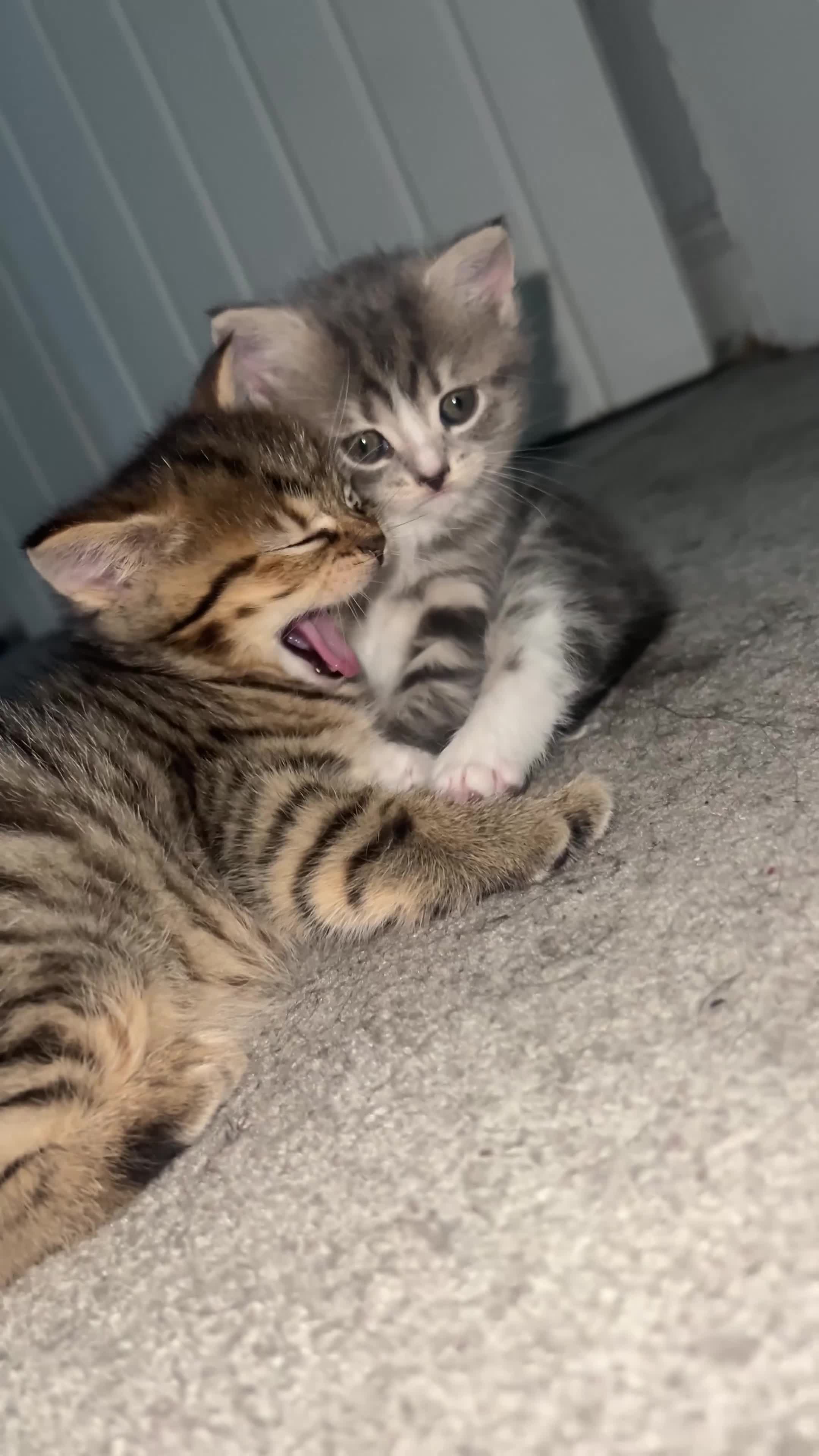 Mixed Breed cats for sale: British short hair/ bengal tabby kittens  - Video 4