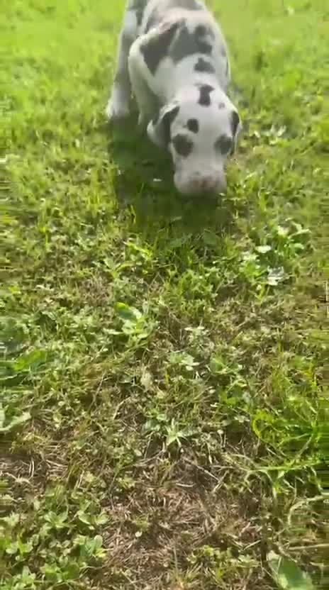 Great Dane dogs for sale: Great Dane litter waiting list announcement  - Video 1