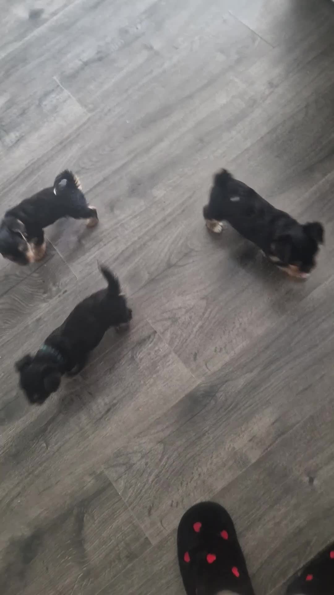 Yorkshire Terrier dogs for sale: Yorkie puppies  - Video 1