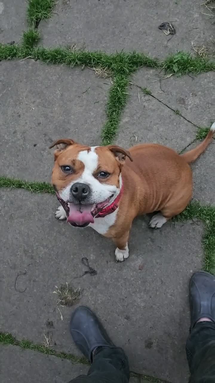 Staffordshire Bull Terrier dogs for sale: 🥨 2 Amazing Red boys 🥨 - Video 1