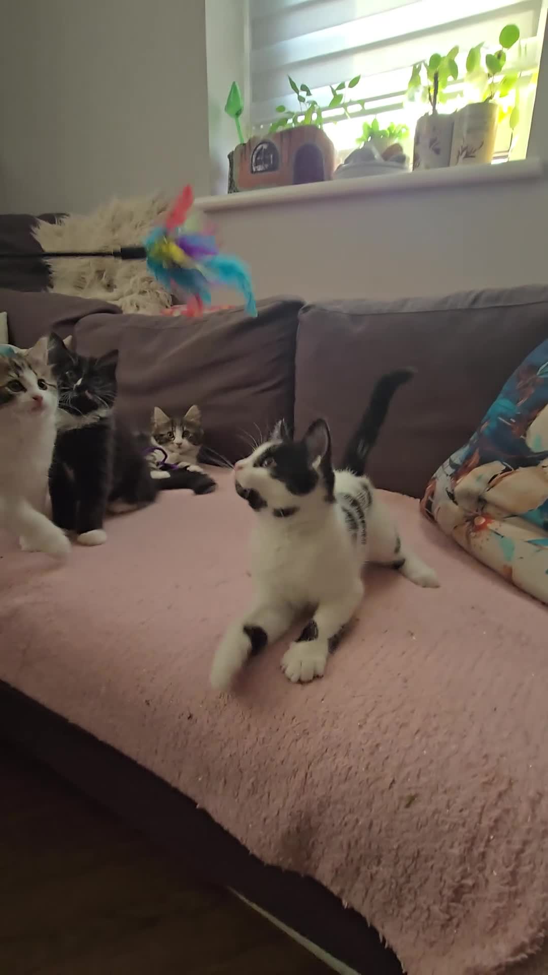 Turkish Angora cats for sale: 5 wonderful fur babies (4girls,1boy) - Video 1