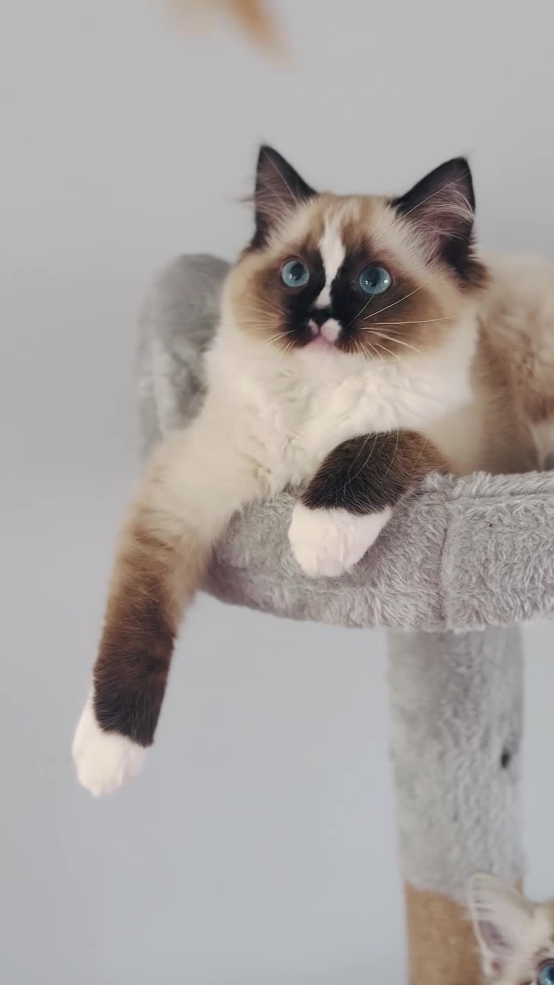 Ragdoll cats for sale: Active Tica Champion blood Ragdoll kittens - Video 1