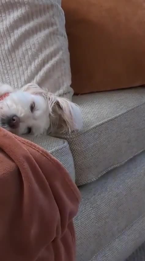 Mixed Breed dogs for sale: Rehoming Our Loving Girl  - Video 2