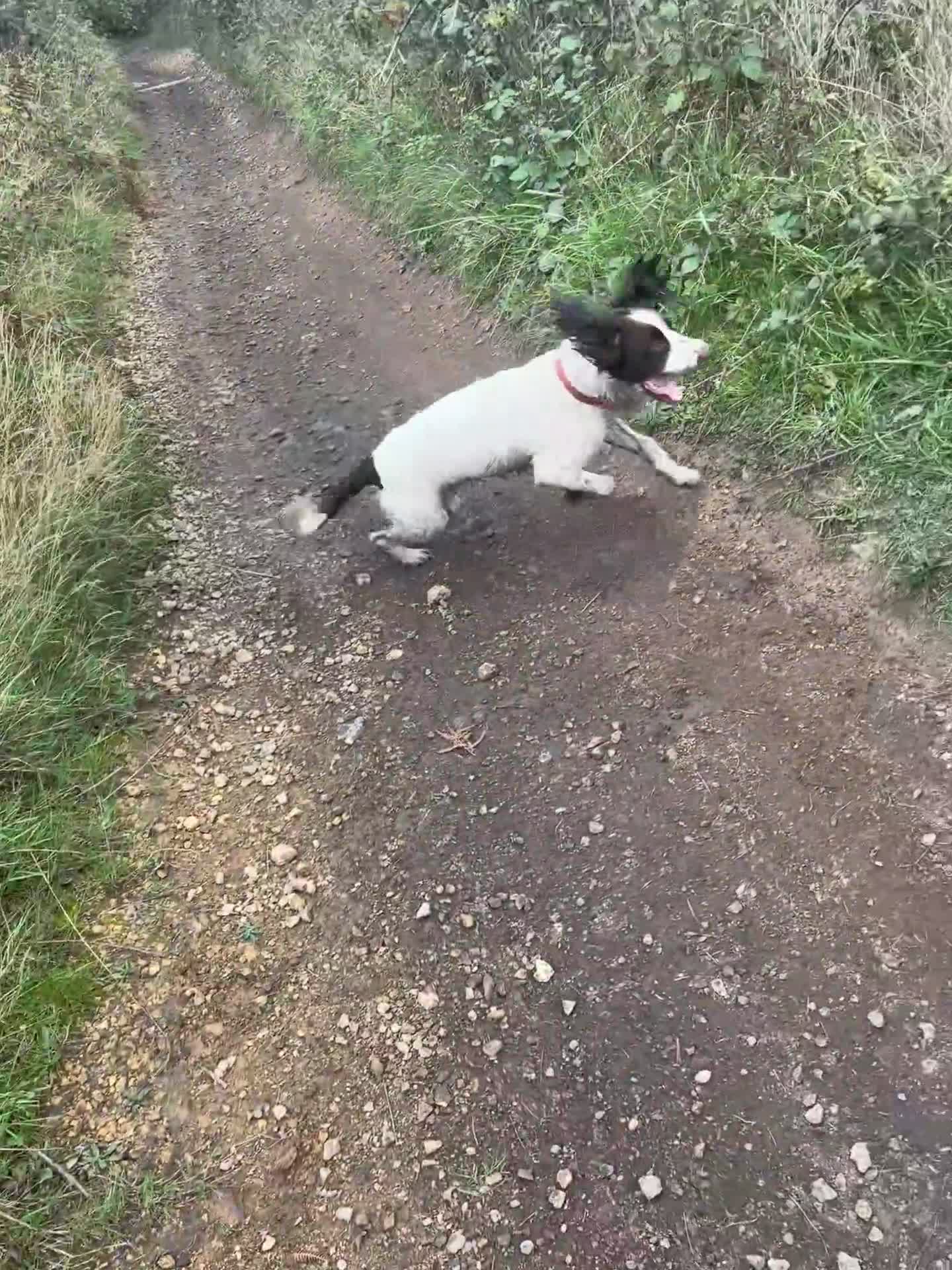 English Springer Spaniel dogs for sale: Springer spaniel - Video 1