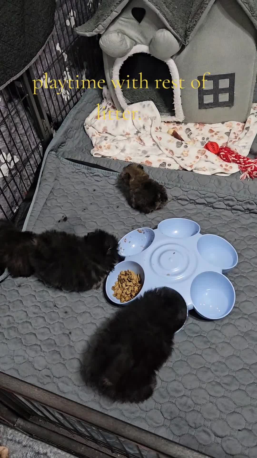 Pomeranian dogs for sale: FULLY VACCINATED.. Champion line, Pomeranian pups - Video 1