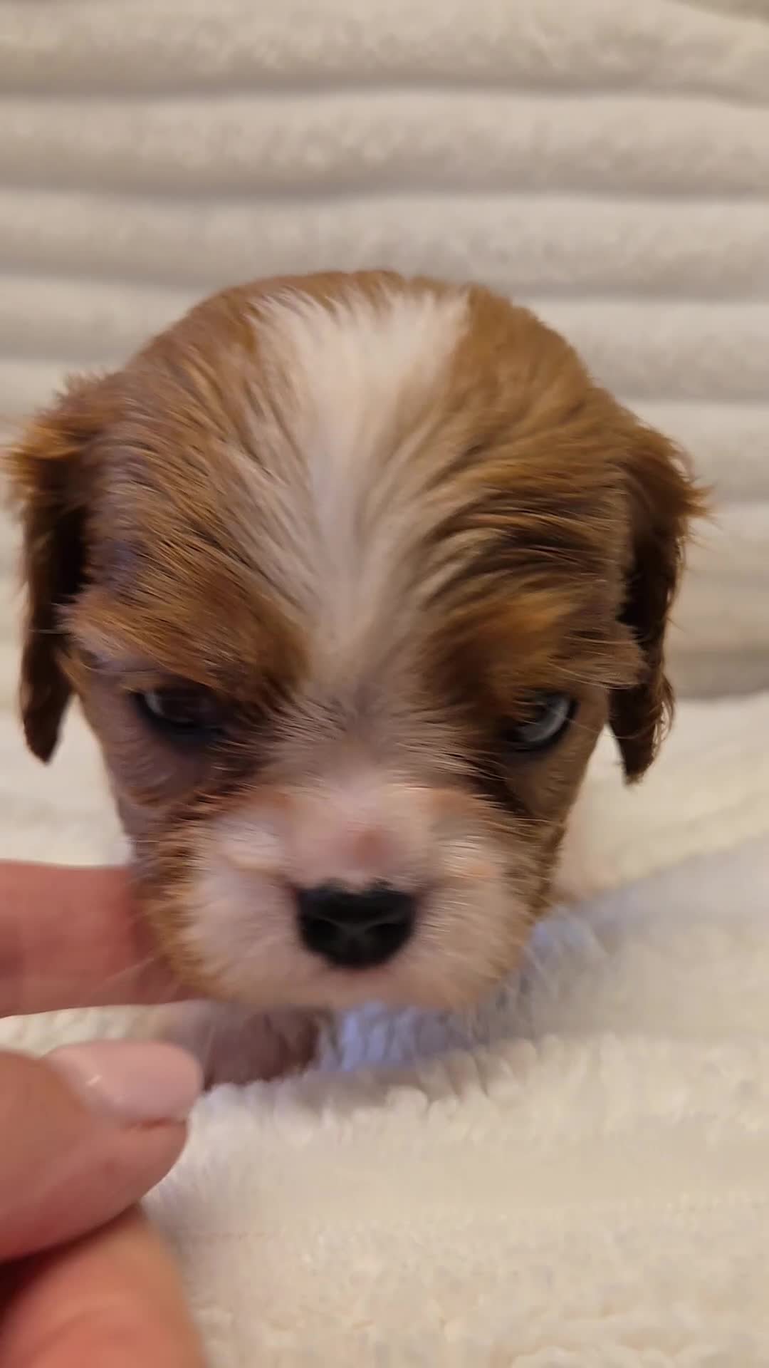 Cavalier King Charles Spaniel dogs for sale: KC Reg fully health tested parents cavvie pups  - Video 5