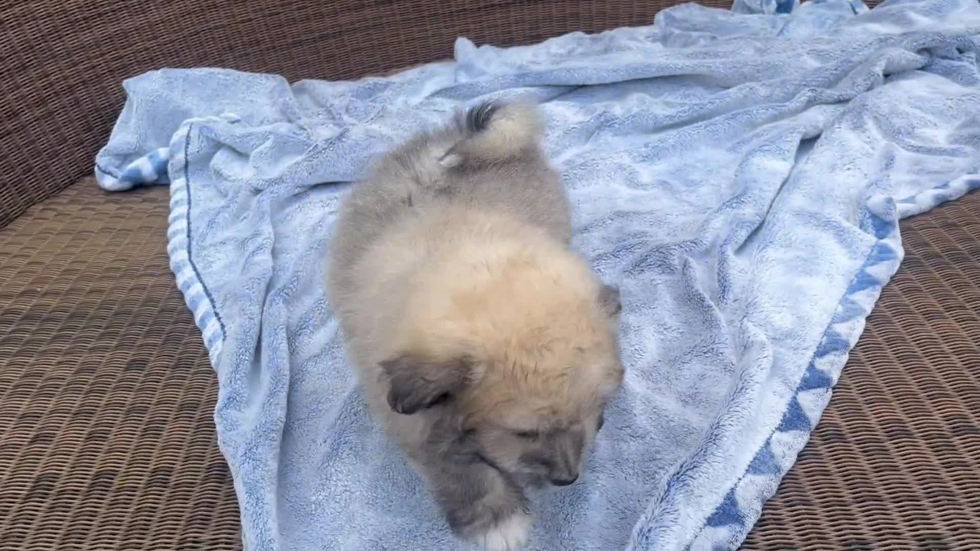 Maltipom dogs for sale: Maltipom - Video 3