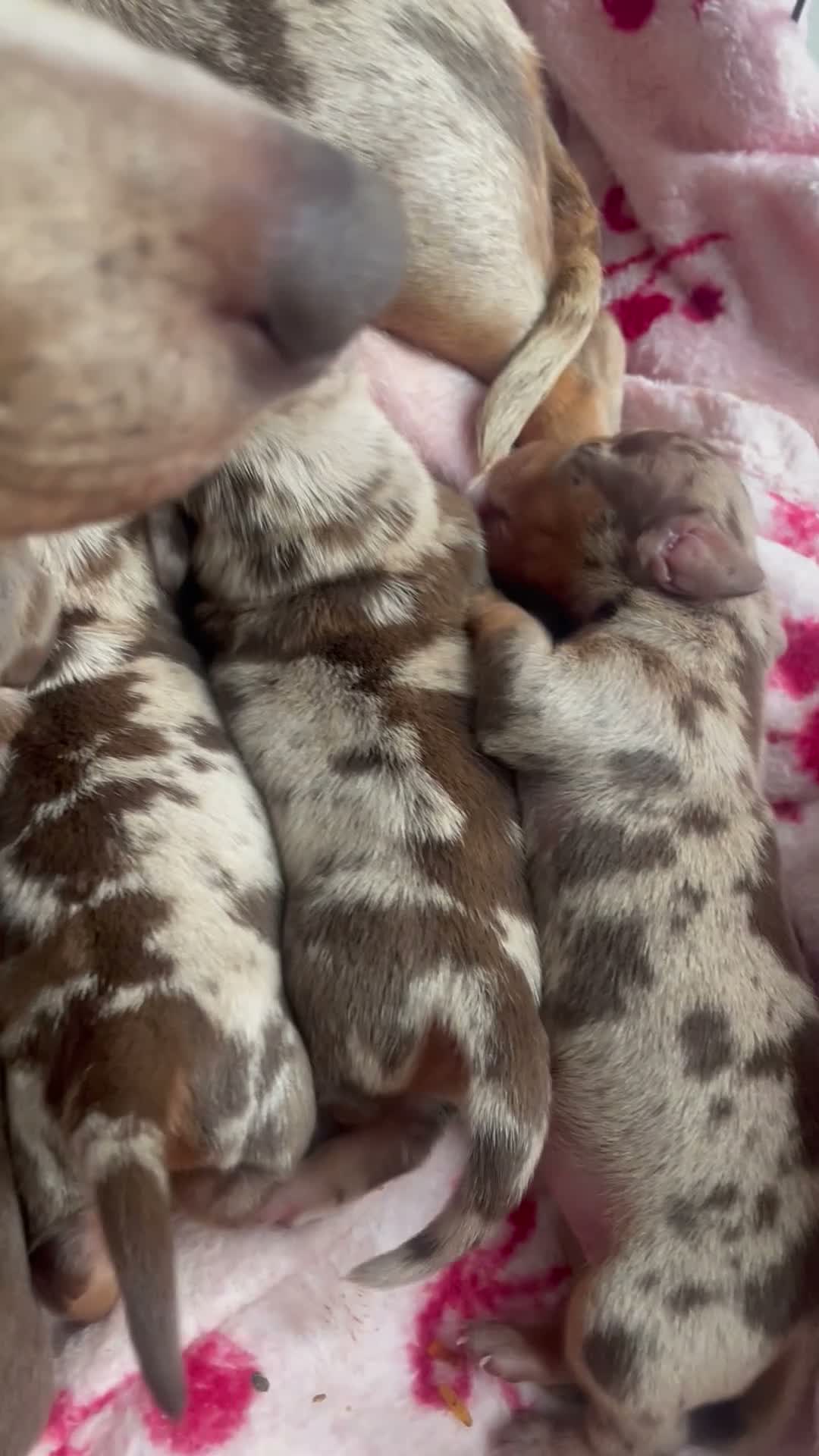 Miniature Dachshund dogs for sale: Beautiful miniature daschunds ready December!!  in Bedworth - Video 1