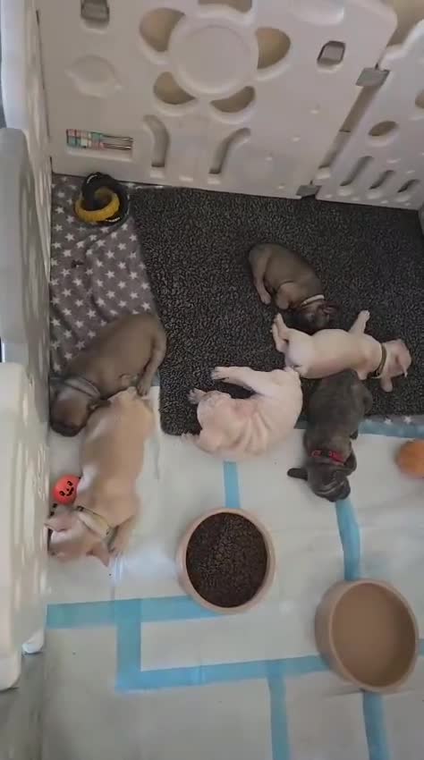 French Bulldog dogs for sale: Beautiful French bulldog puppies  in Liverpool - Video 1