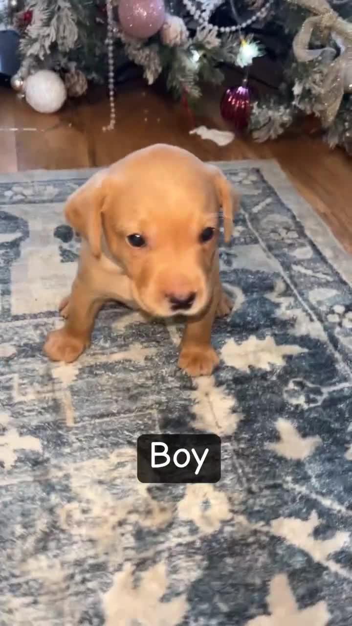 Labrador Retriever dogs for sale: Puppies for sale  - Video 2