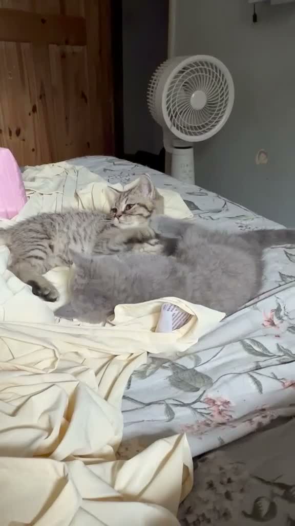 British Shorthair cats for sale: 2 left REDUCED PRICE ready now BSH mix   - Video 1