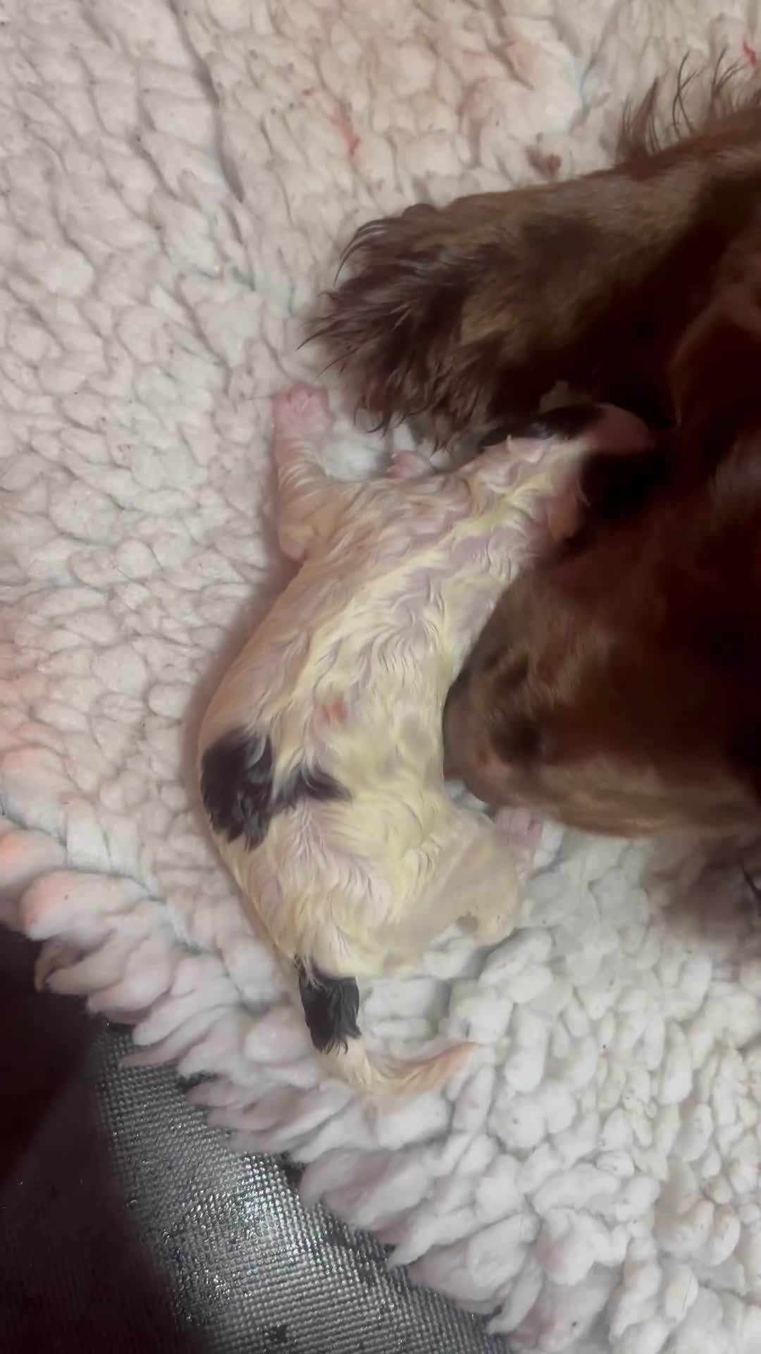 Cockapoo dogs for sale: Cockerpoo puppies  - Video 3