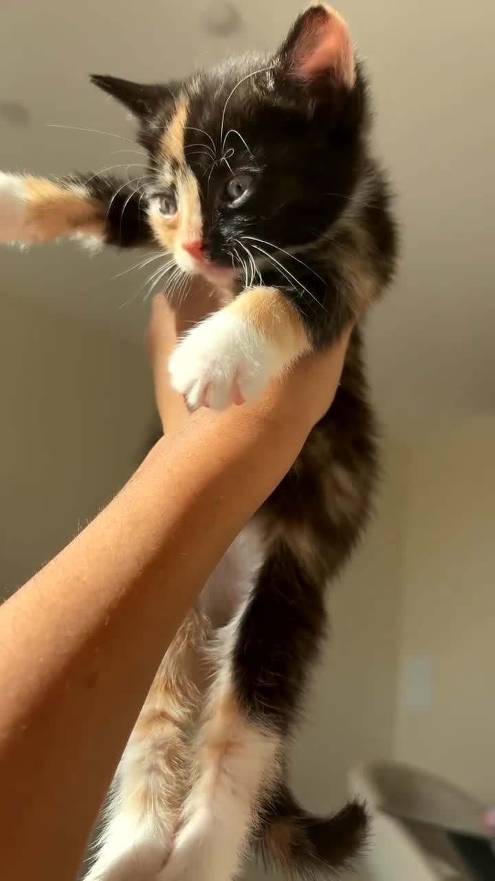 Mixed Breed cats for sale: Unique calico kitten - Video 1