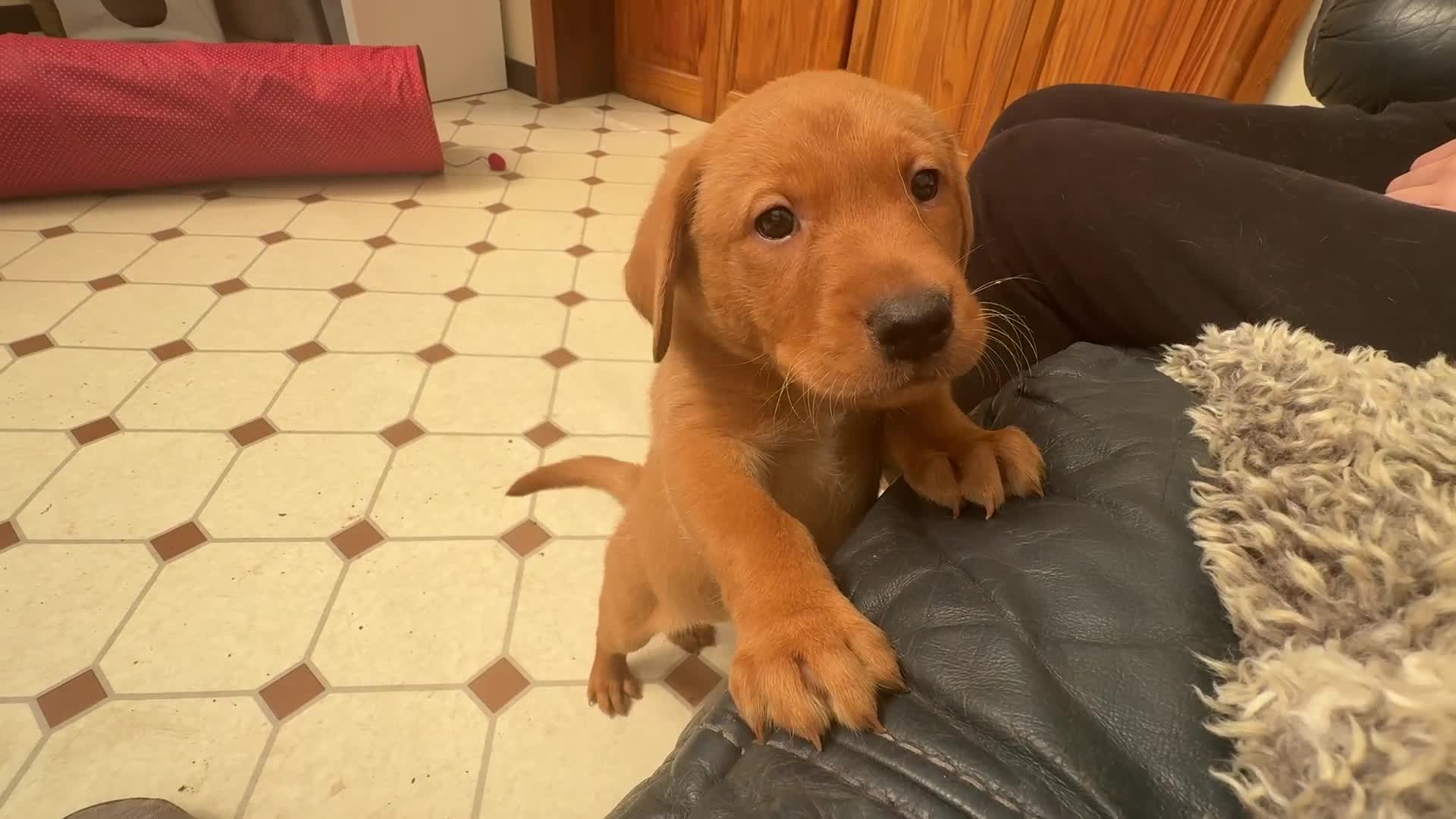 Labrador Retriever dogs for sale: Beautiful Labrador retriever puppies for sale - Video 1