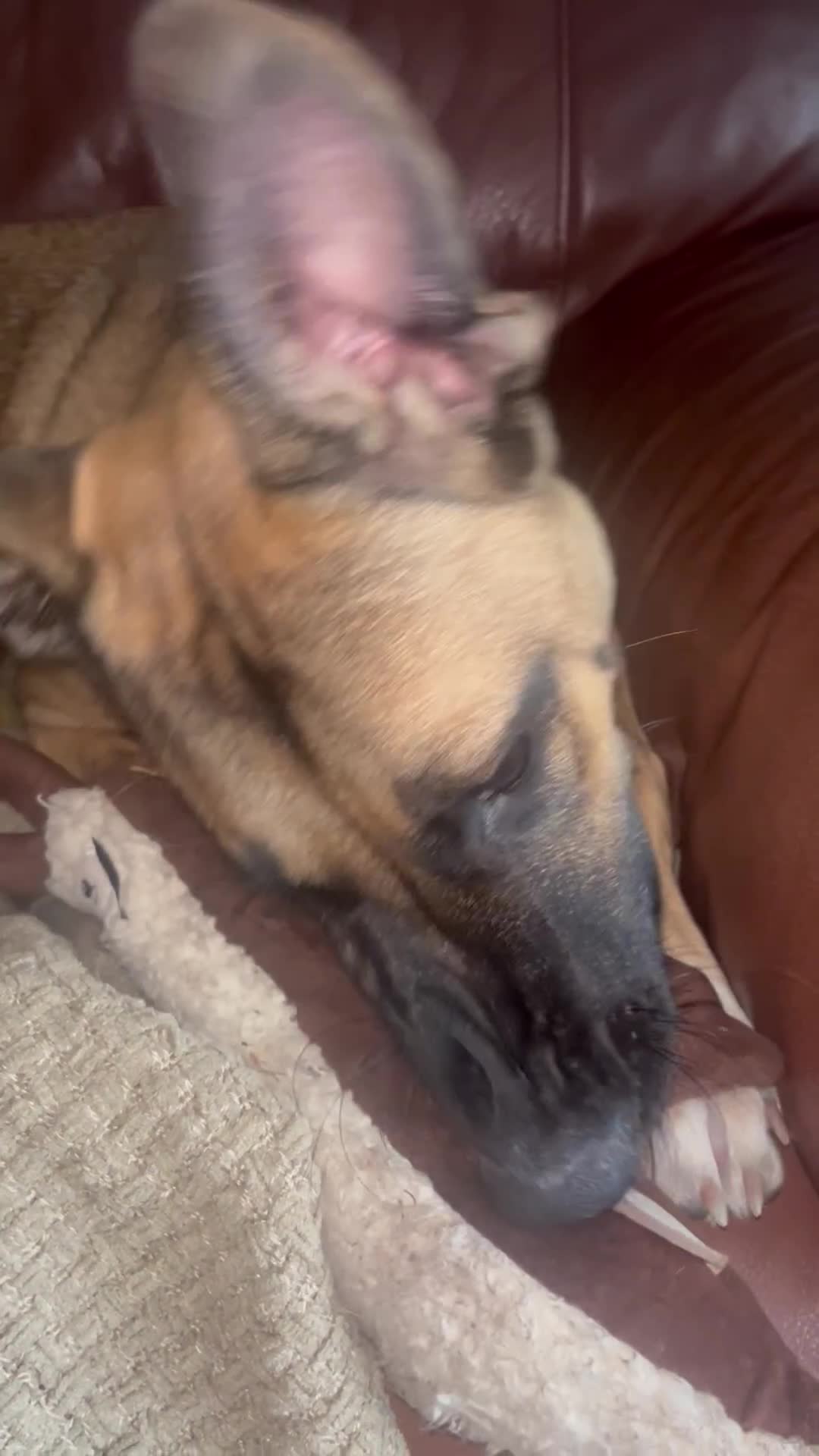 Mixed Breed dogs for sale: Maggie, 11months. Mali/GermanShep X Greyhound - Video 1