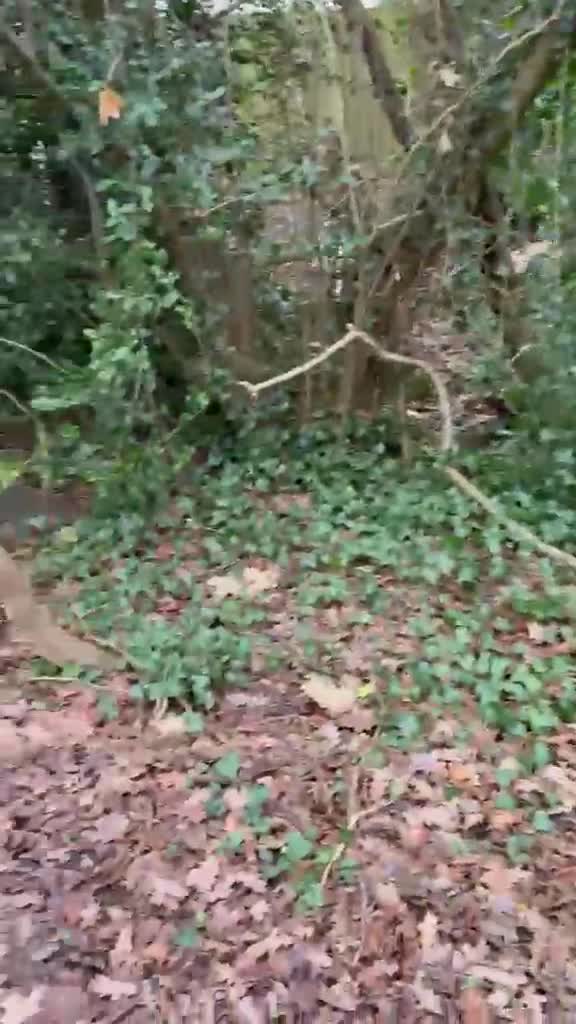 Mixed Breed dogs for sale: Beautiful Hazel needs a loving family home  - Video 1