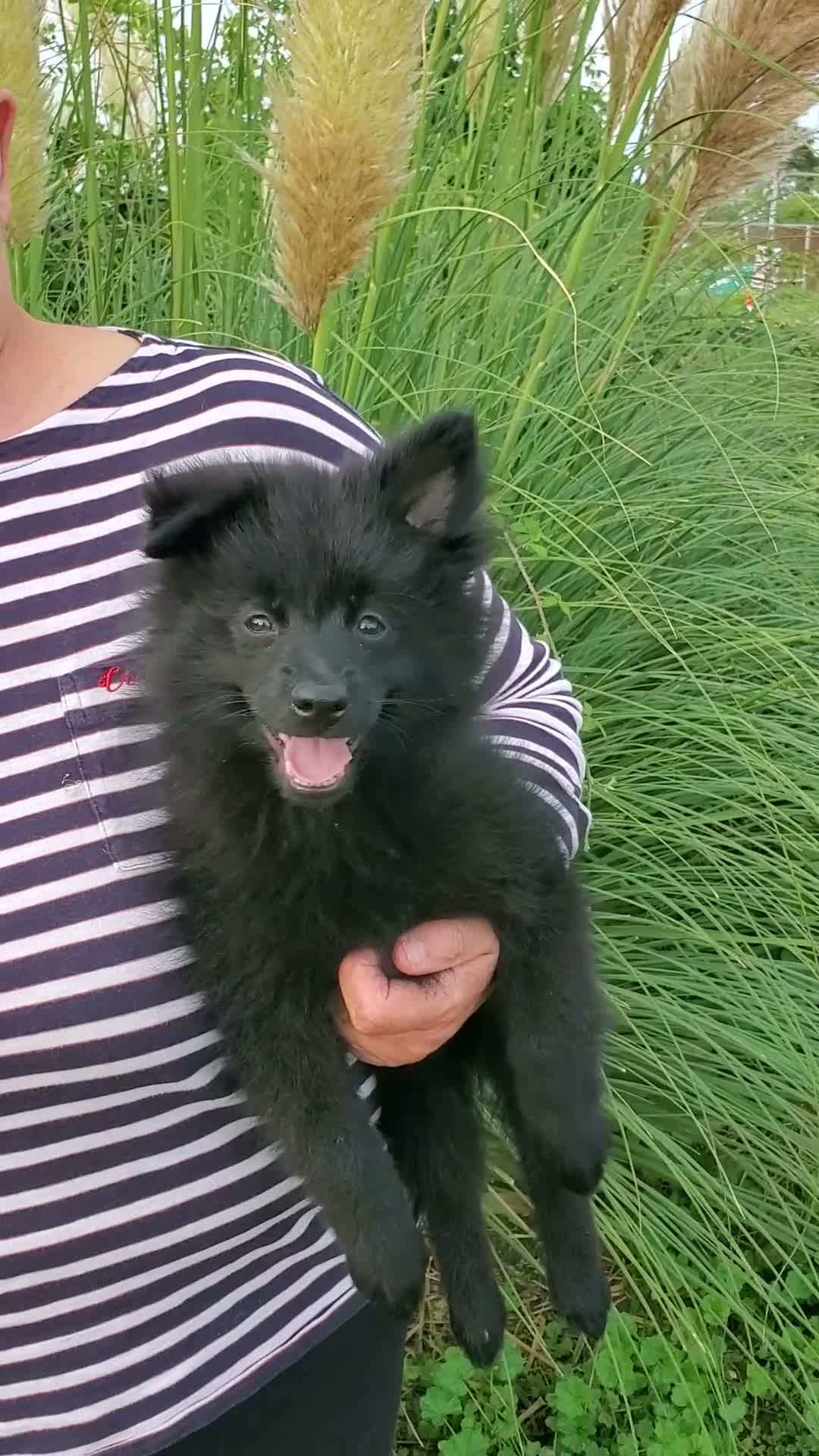 German Spitz dogs for sale: 1 German Spitz Mittel Boy left - Black - Video 1