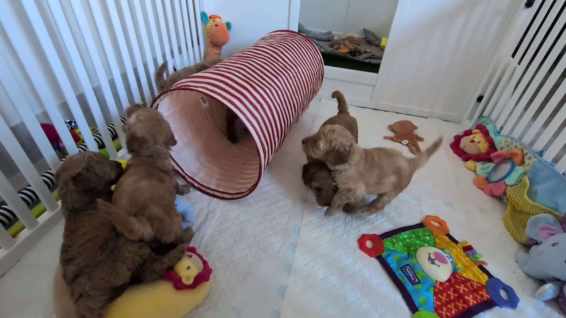 Miniature Poodle dogs for sale: KC Registered Red & Apricot Miniature Poodles - Video 1