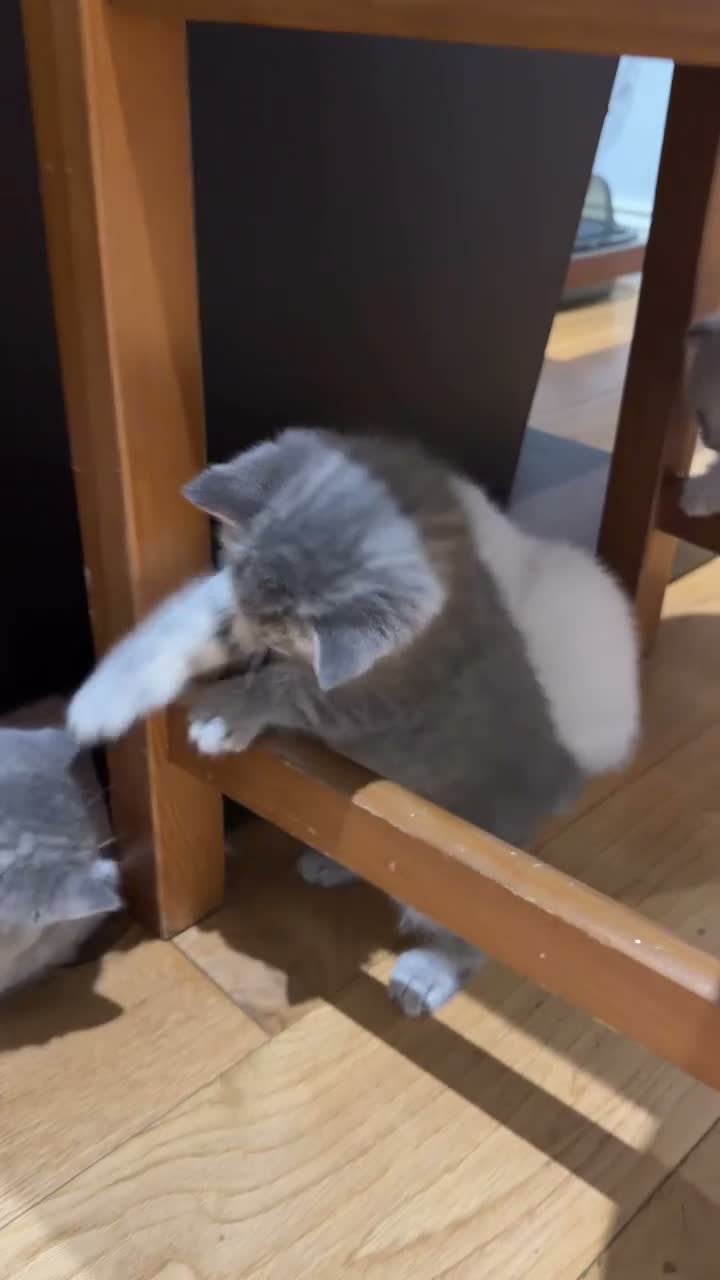 British Shorthair cats for sale: Two Scottish Fold and Two British Shorthair  - Video 4