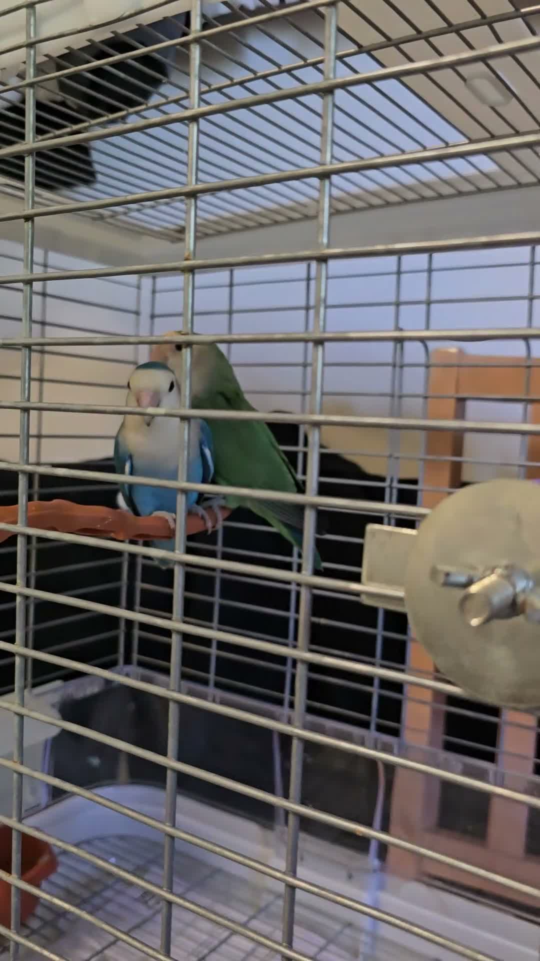 Lovebirds birds for sale: Lovebirds  - Video 1