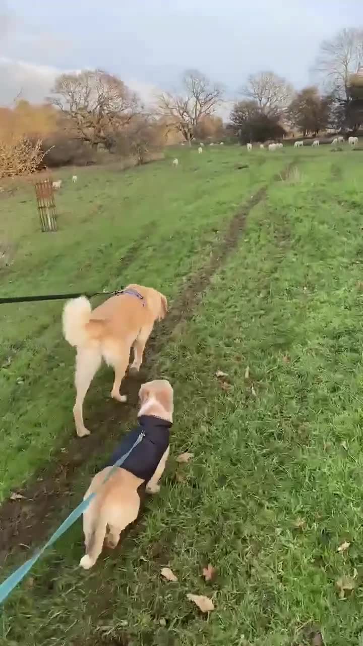 Mixed Breed dogs for adoption: MAE   - Video 2