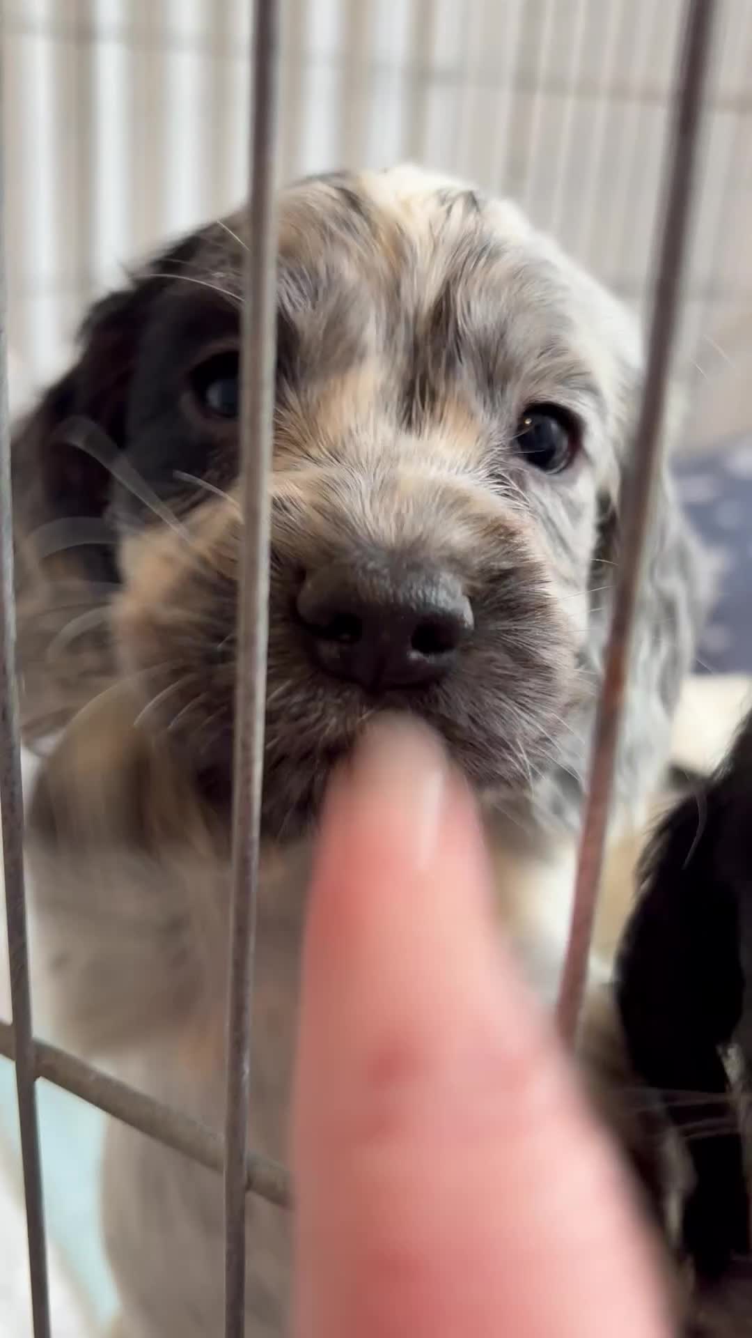 Cocker Spaniel dogs for sale: Adorable cocker spaniel puppies  - Video 5