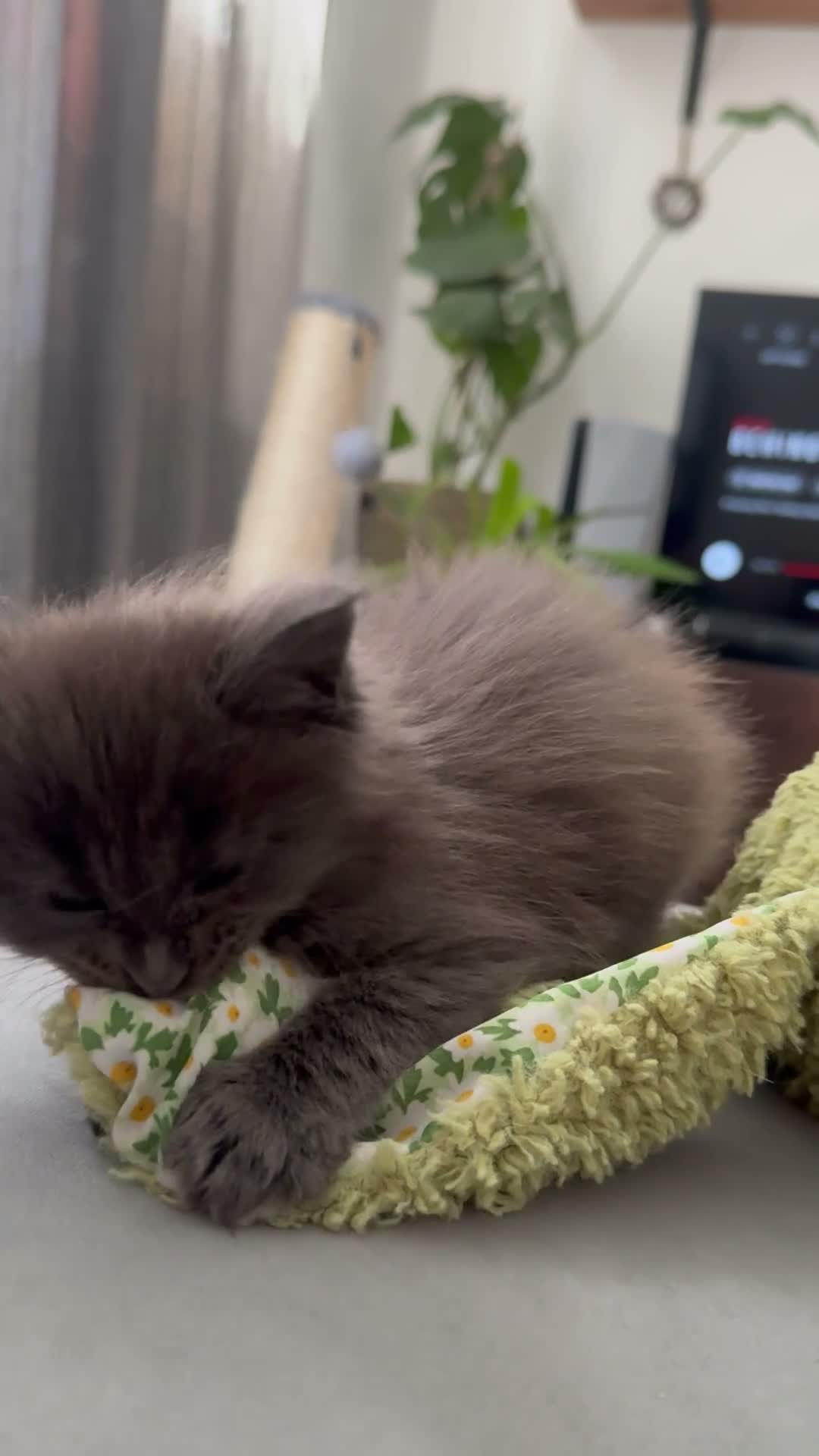 Maine Coon cats for sale: Tica Registered 5 Russian Mainecoon   - Video 3