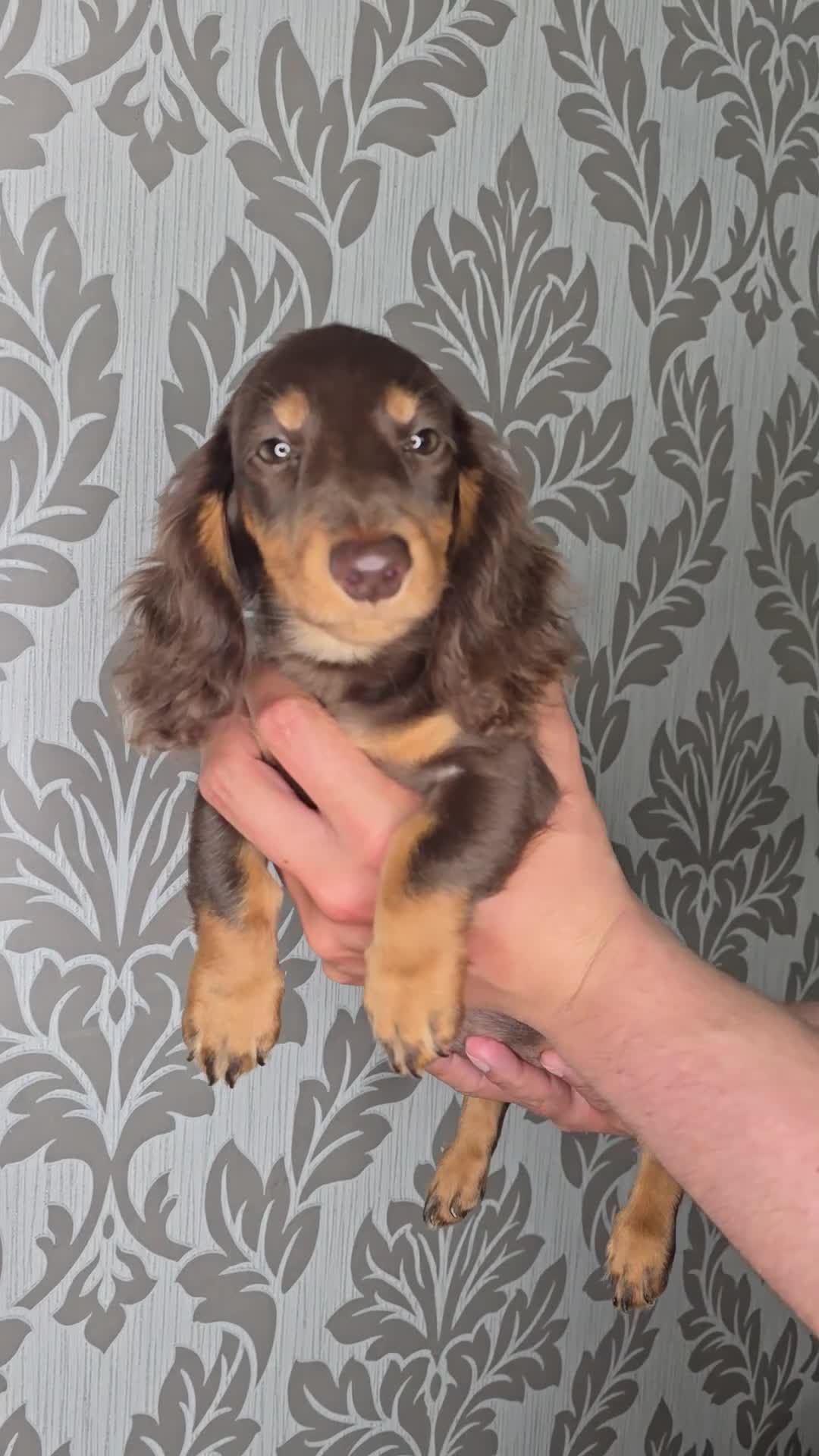 Miniature Dachshund dogs for sale: Dachshunds for sale  - Video 1