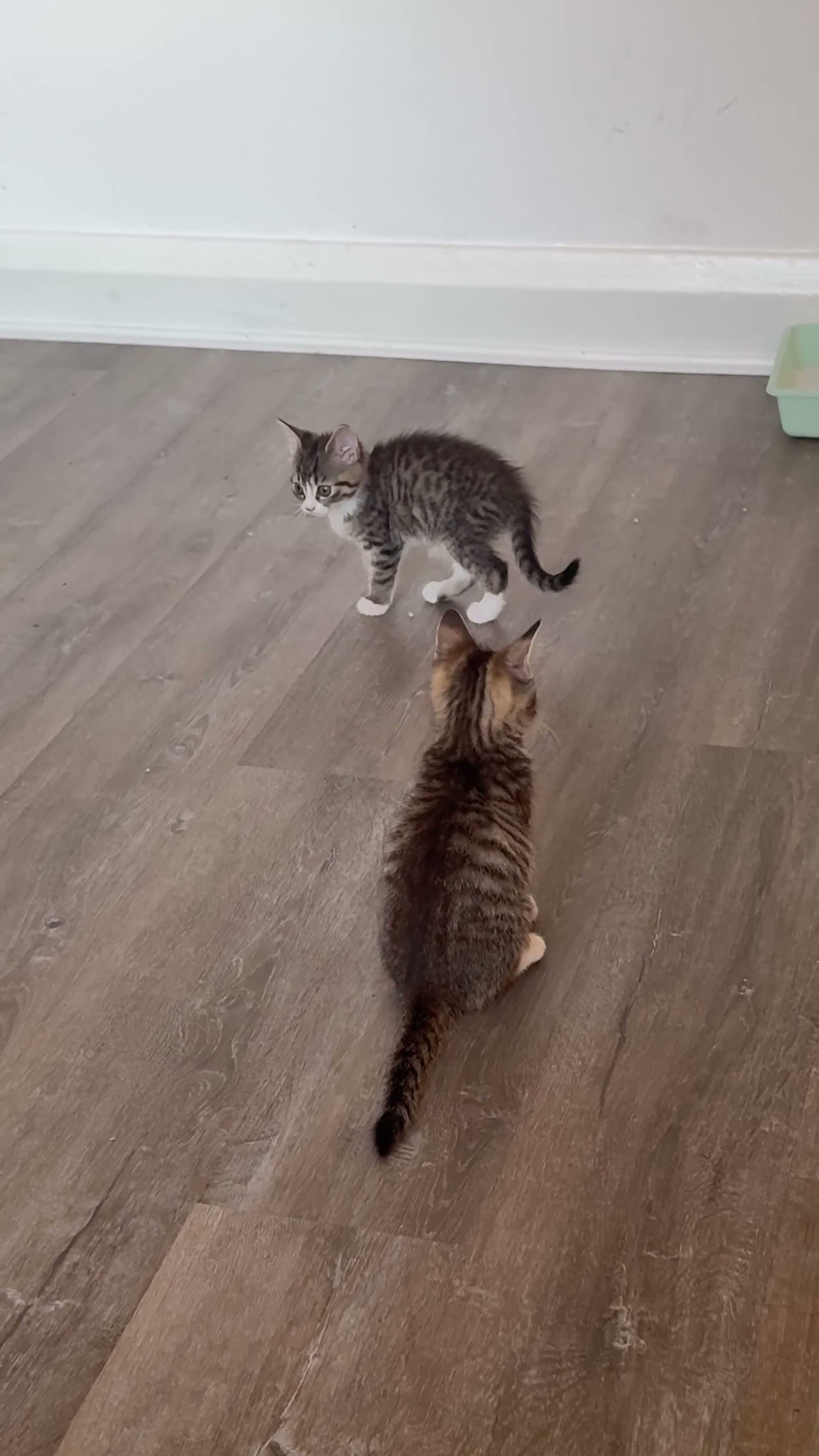 Mixed Breed cats for sale: Kittens for sale!  - Video 1