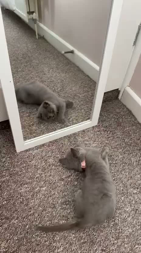 British Shorthair cats for sale: Female kitten for sale  - Video 1