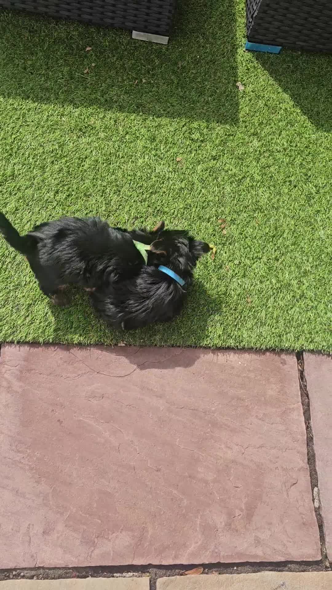 Yorkshire Terrier dogs for sale: 2 Boys and 2 Grils - Video 2