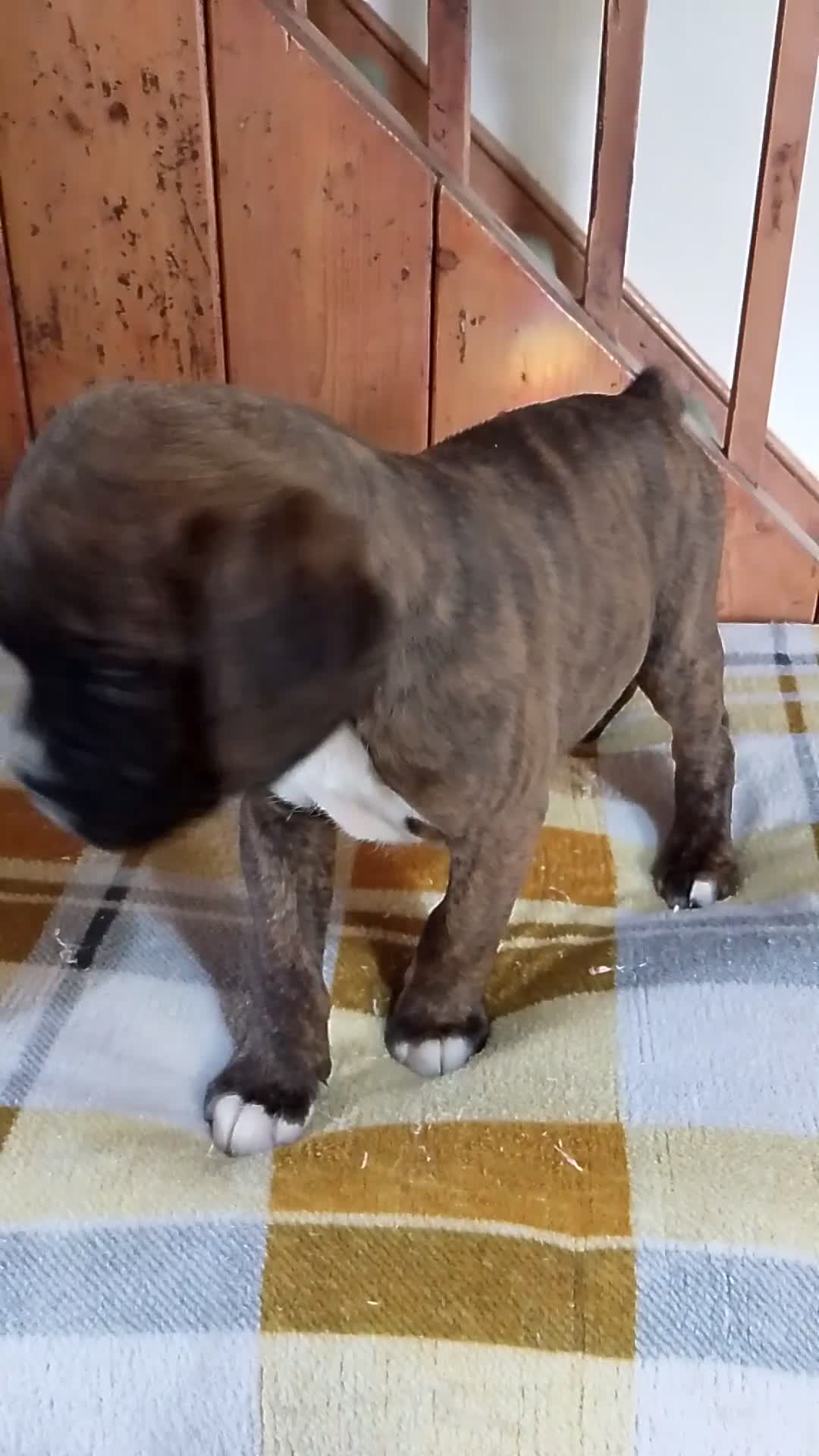 Boxer dogs for sale: Health Tested COI 1.5% KC Registered - Video 3