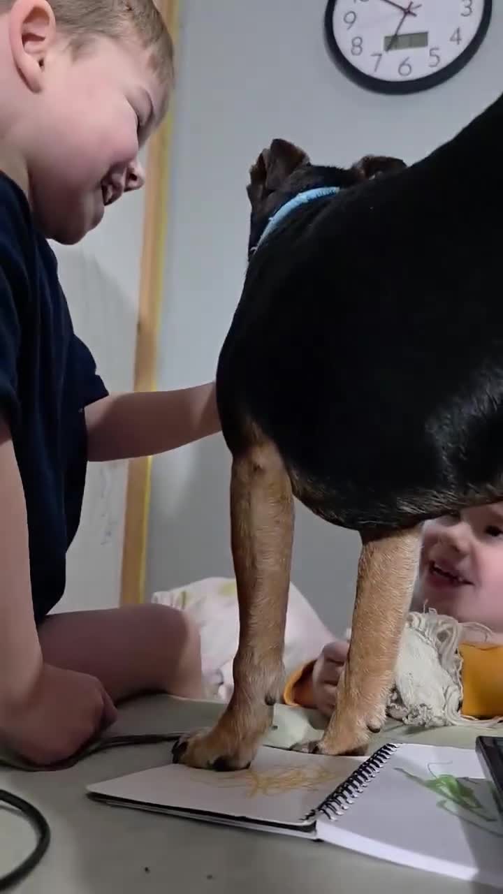 Jack Russell dogs for sale: Mr. Colin  - Video 1