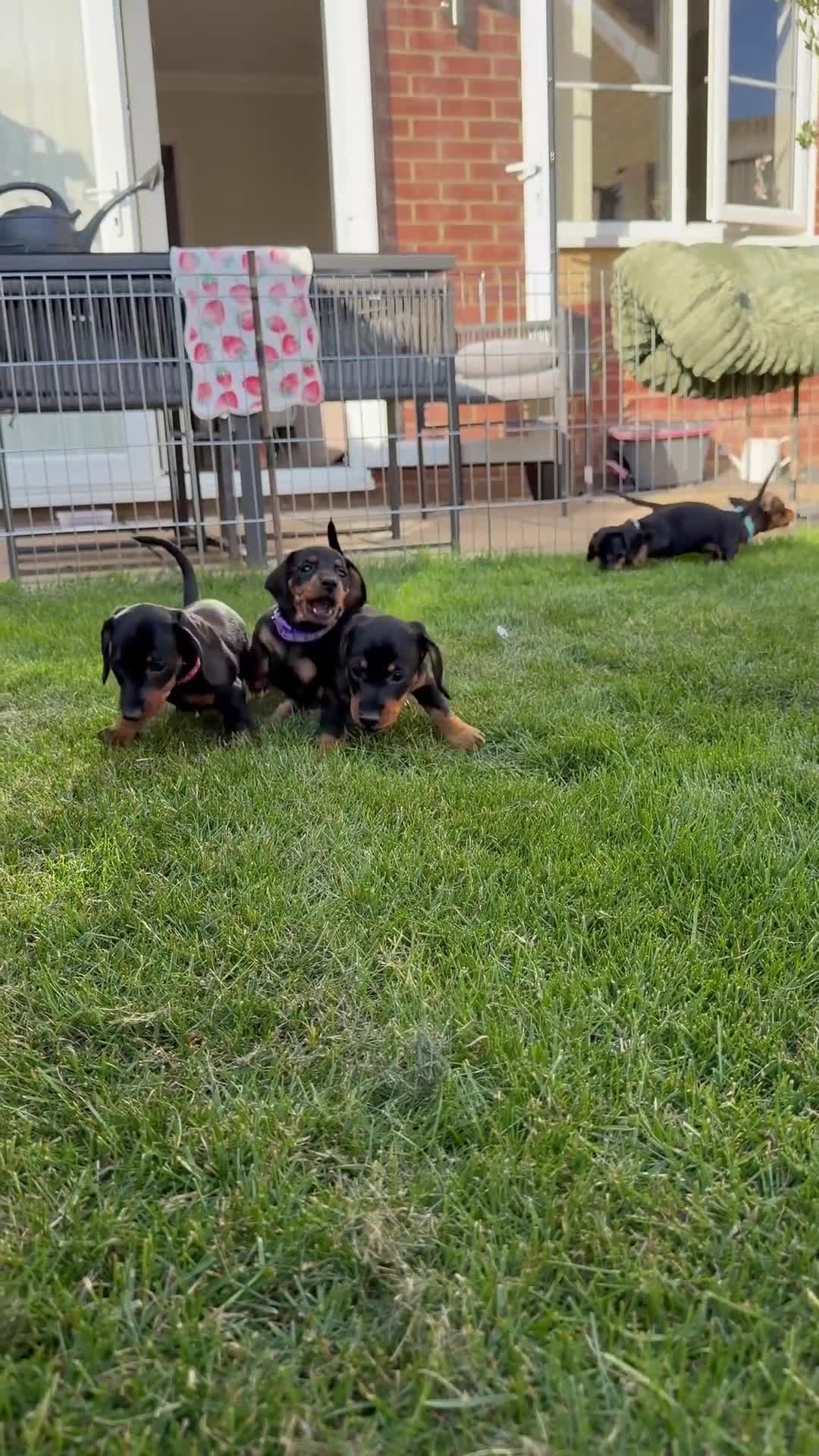 Miniature Dachshund dogs for sale: Miniature Dachshund Puppies - Video 1