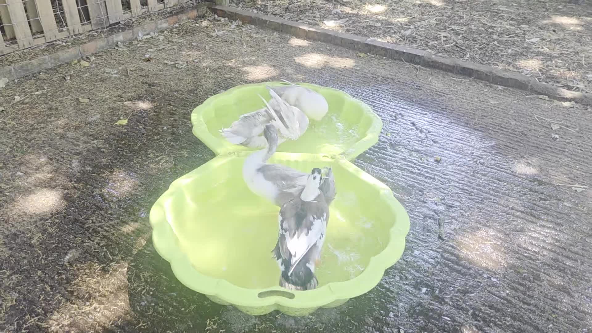 Ducks poultry for sale: Male Indian runners - Video 1