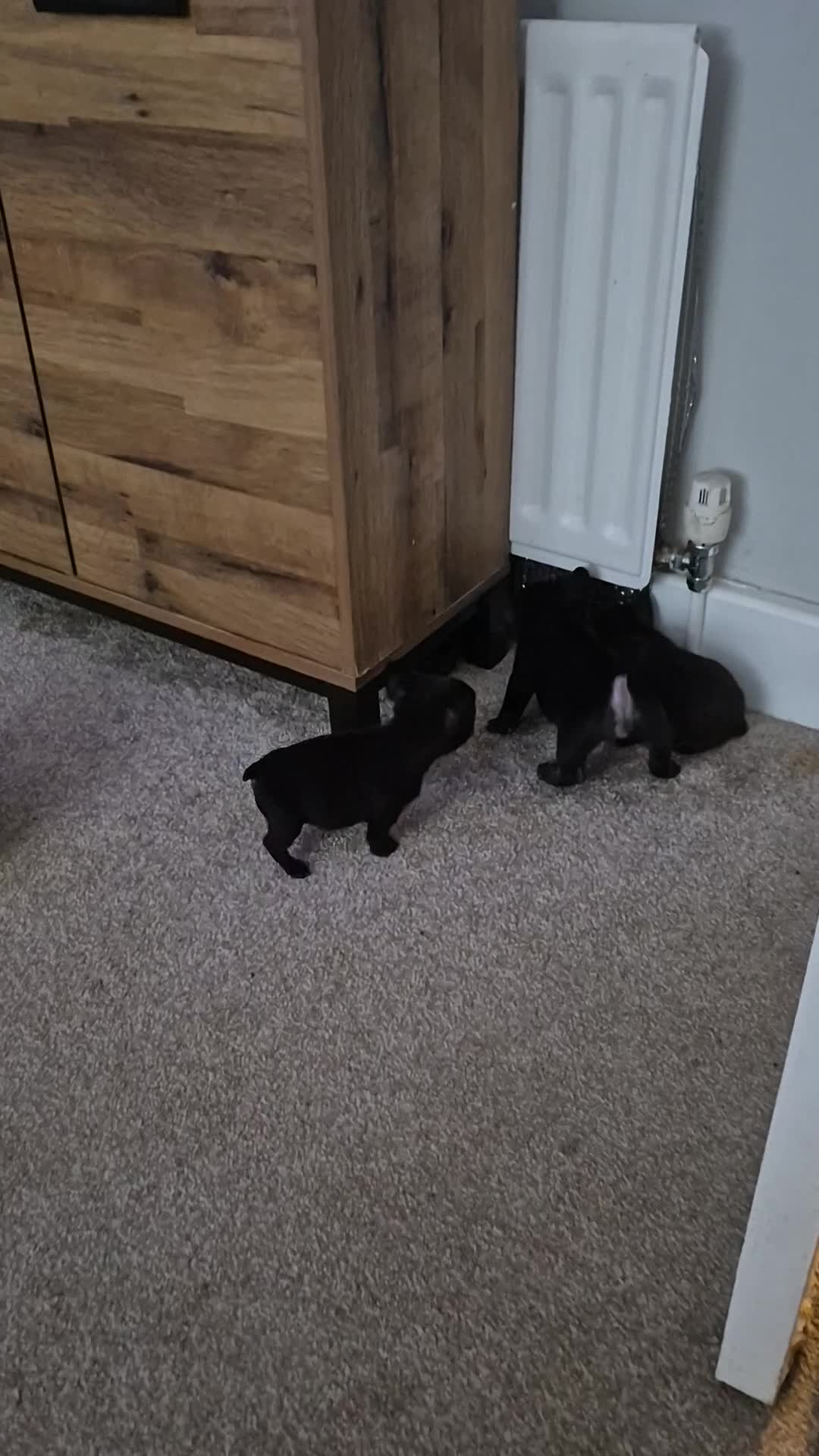 French Bulldog dogs for sale: Frenchie puppies ready to go - Video 1