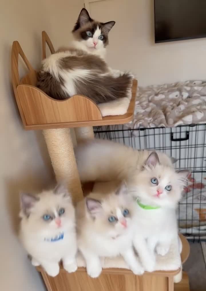 Ragdoll cats for sale: Fluffy Ragdoll Kittens🐾 in Peterborough - Video 3