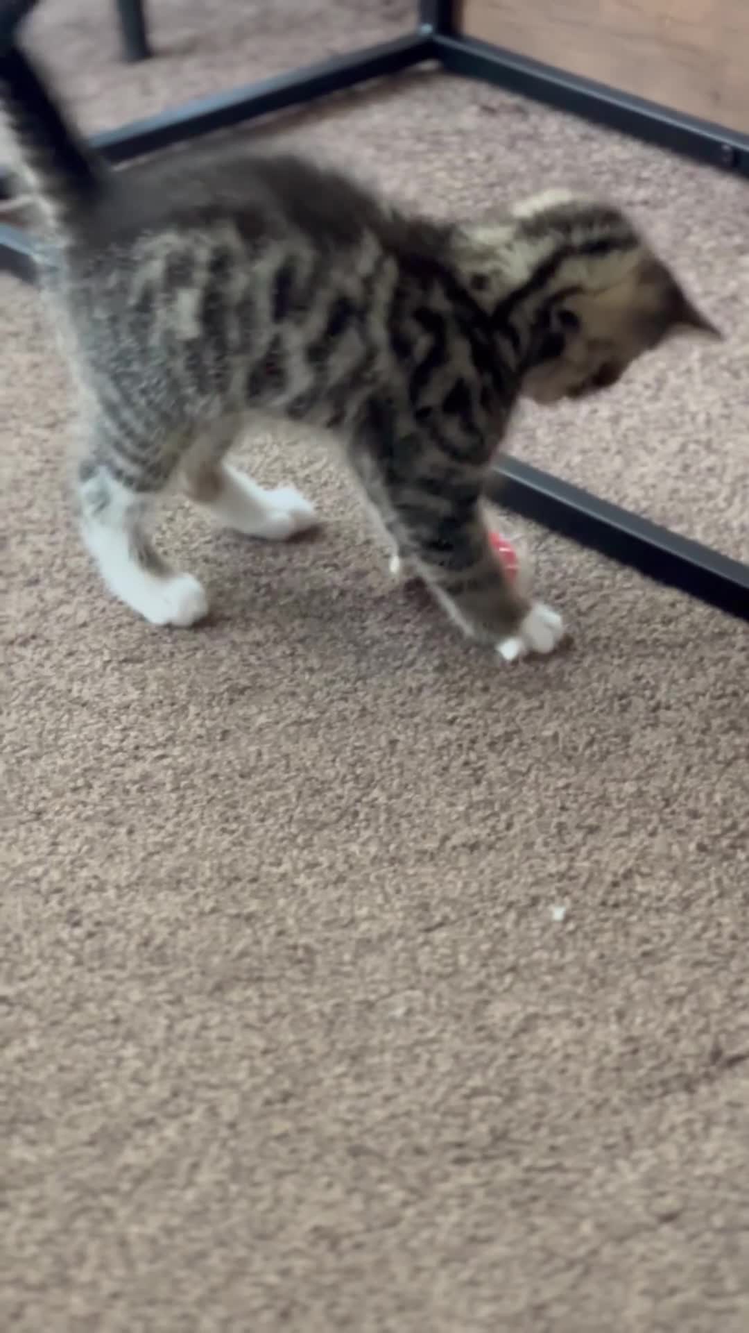 Mixed Breed cats for sale: 2 boys, 2 girls available  - Video 1