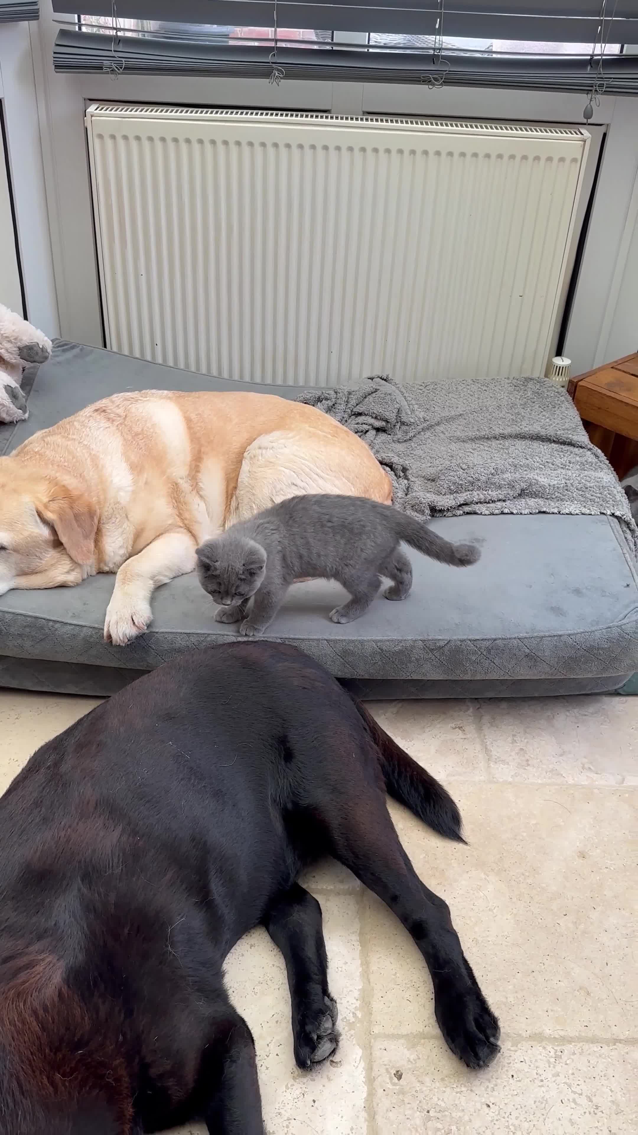 British Shorthair cats for sale: Blue British Shorthair registered Full Pedigree  - Video 2