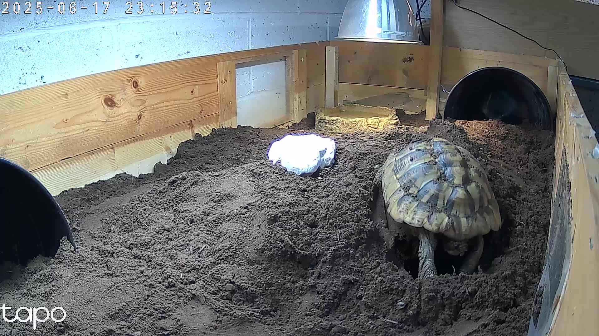 Tortoise reptiles for sale: Tortoise for sale  in Ruislip - Video 2