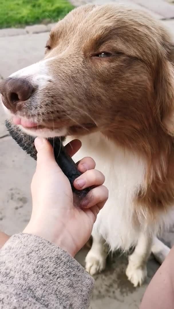 Border Collie dogs for stud: STUD.   PROVEN Red Border Collie STUD Dog  in Bingley - Video 1