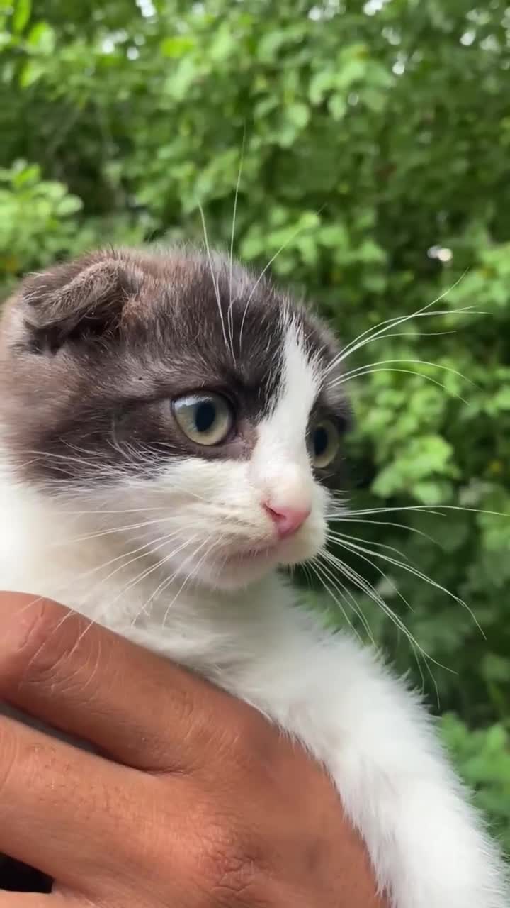 Scottish Fold cats for sale: Beautiful 4 month-Old Scottish Fold Kitten  - Video 1