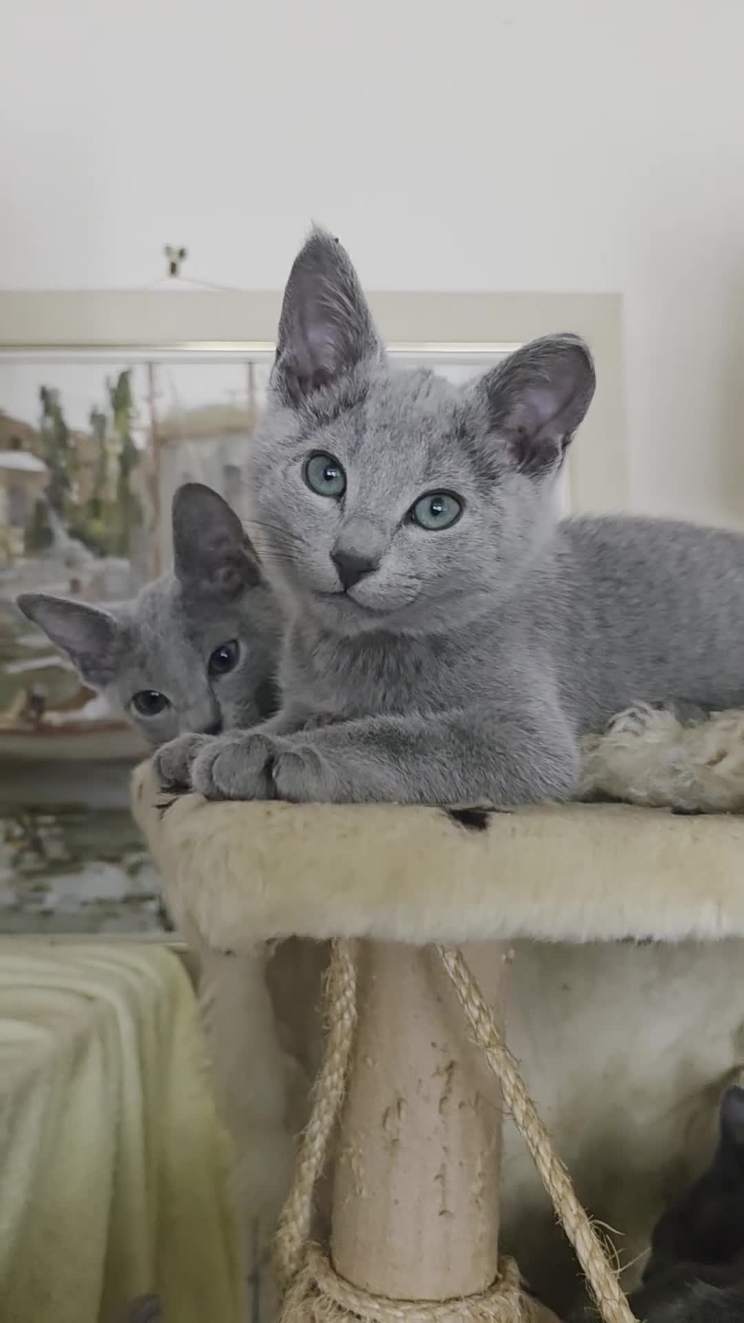 Russian Blue cats for sale: Russian Blue Brothers Preferably Together N.London - Video 1