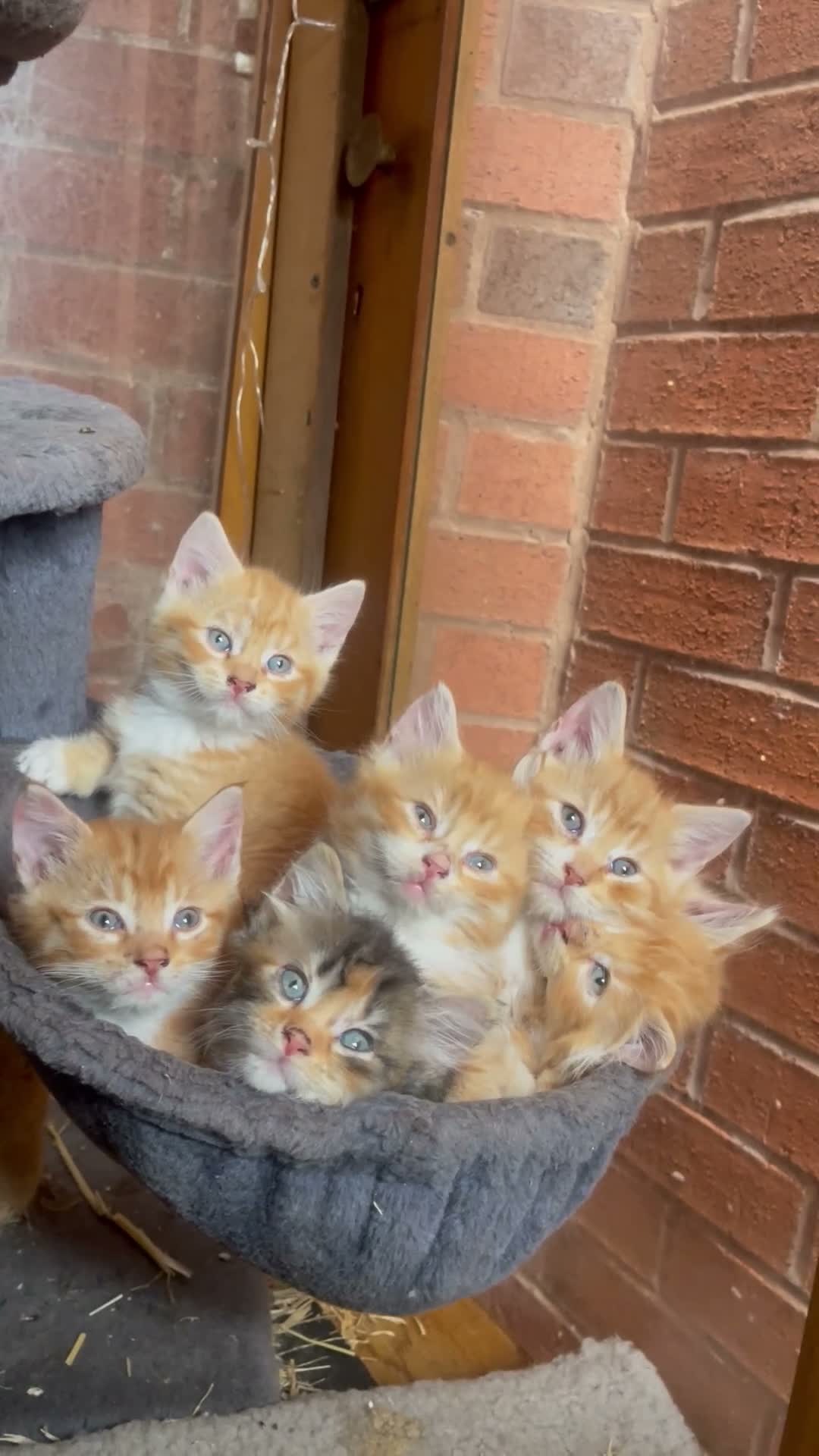 British Longhair cats for sale: 6 beautiful kittens looking for a loving home in Birmingham - Video 1