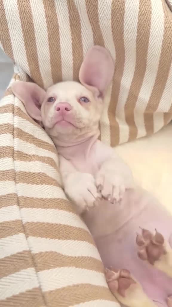 Miniature Dachshund dogs for sale: 🌸 Rare Pink mini dachshunds 🌸 - Video 2
