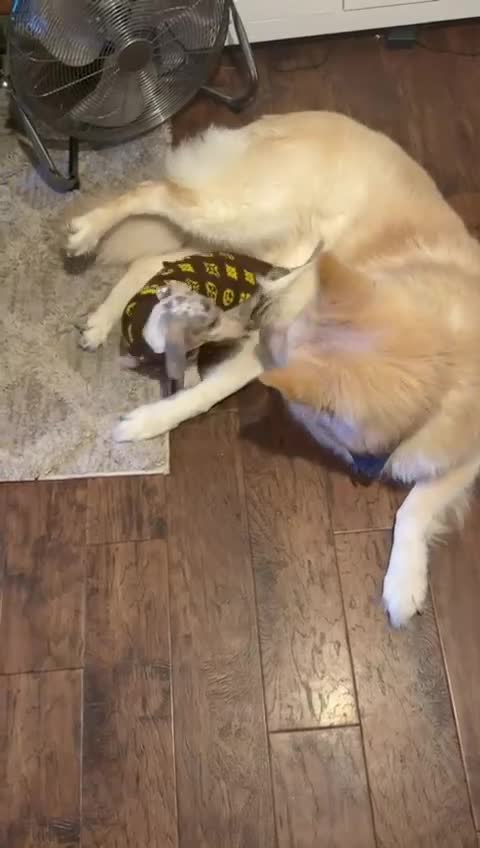 Miniature Dachshund dogs for sale: Milo  - Video 3