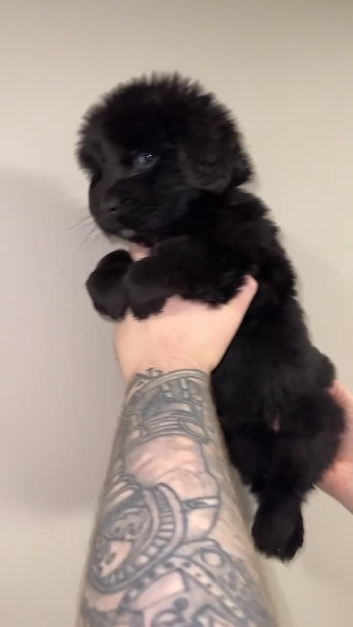 Newfoundland dogs for sale: Stunning Newfoundland Puppies Kc Reg 🐾  - Video 2