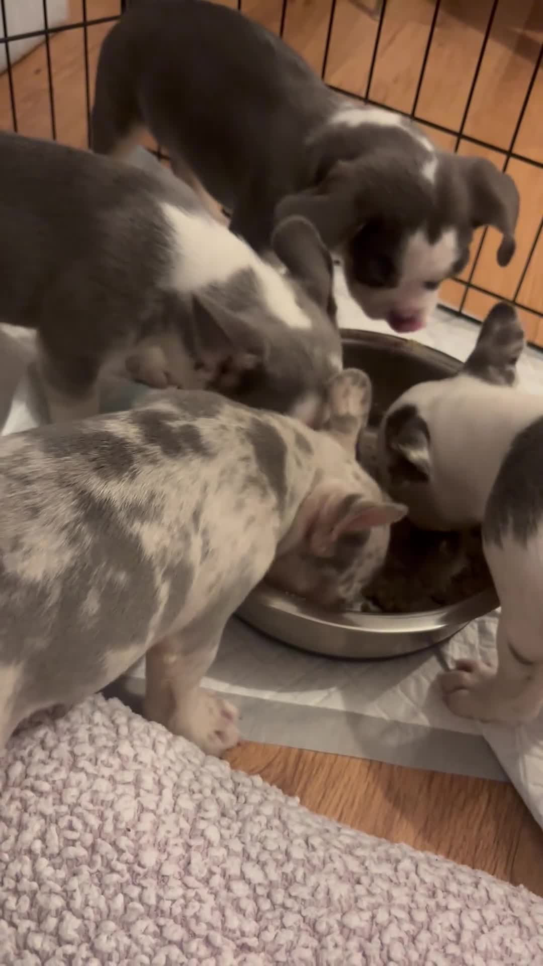 French Bulldog dogs for sale: Husky Koi French Bulldogs  - Video 3