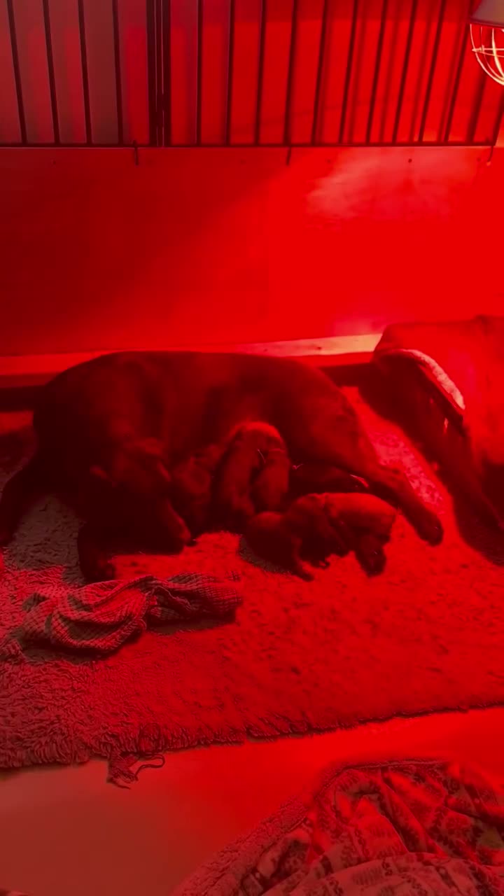 Labrador Retriever dogs for sale: Beautiful Labrador Retriever Puppies.  in March - Video 1